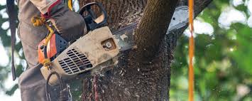 How Our Tree Care Process Works  in  Carbon Cliff, IL