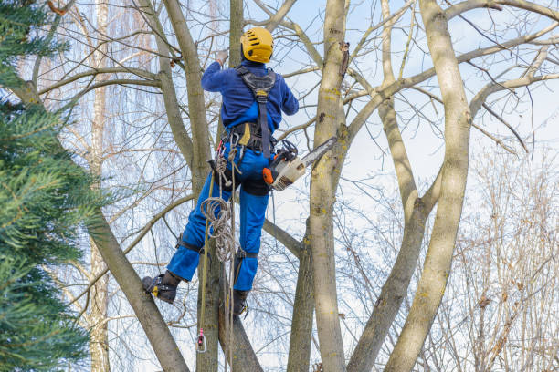 Professional Tree Care in Carbon Cliff, IL